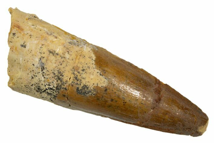 Fossil Spinosaurus Tooth - Real Dinosaur Tooth #324840